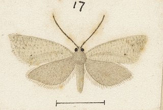 <i>Ericodesma aerodana</i> Species of moth