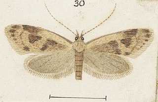 <i>Gymnobathra cenchrias</i> Species of moth