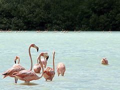 Celestún National Park, Yucatán, Mexico