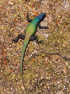 Common flat lizard species of reptile