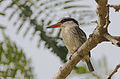 Flickr - Rainbirder - Striped Kingfisher (Halcyon chelicuti).jpg