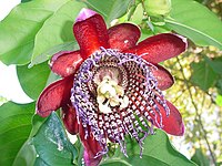 Passiflora × decaisneana