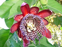 Passiflora x decaisneana Flor de maracuja.JPG