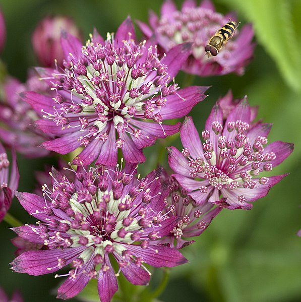 File:Flower and Hoverfly (4764283303).jpg