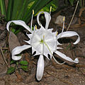 * Nomination: Pancratium zeylanicum en:Pancratium zeylanicum flower. Indigenous to India and the Islands of the Indian Ocean, the species was probably introduced in Dar es Salaam, Tanzania, where it was found untended and photographed. --Muhammad Mahdi Karim 21 January 2021 (UTC) * * Review needed