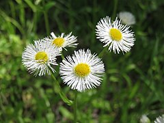 Philadelphia fleabane of Occoquan Bay National Wildlife Refuge