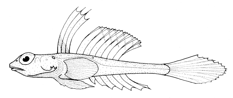 File:Foetorepus phasis (Bight stinkfish).gif