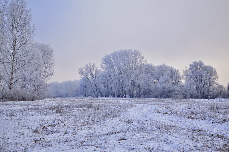 File:Foggy frosty morning on the river bank (52579198630).jpg