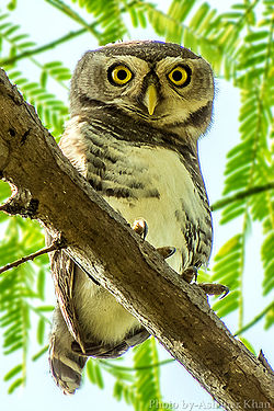 Orman Owlet Athene blewitti, Ashahar takma adı Krishna Khan.jpeg tarafından