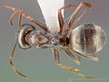 Formica longipilosa casent0005367 dorsal 1. jpg