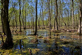 Forêt tempérée humide à proximité d'une zone de tourbière dans la réserve naturelle de Kaltenhofer Moor dans le Schleswig-Holstein. Mai 2018.