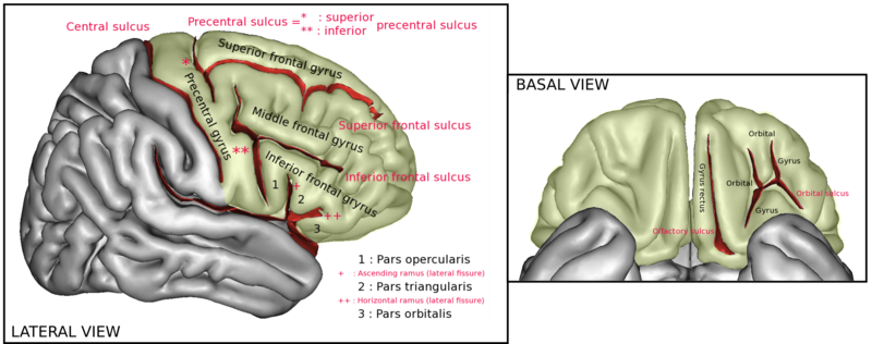 File:FrontalCapts.png