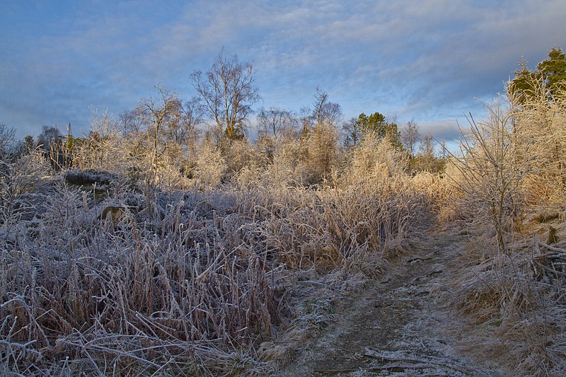 File:Frozen, Alvøen, Bergen, Hordaland, Norway - panoramio.jpg