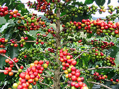 Red Catucaí Coffee, a variety of Coffea arabica - maturation in different stage - Matipó City - Minas Gerais State - Brazil