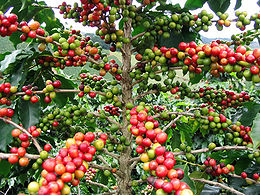 Arabinis kavamedis (Coffea arabica)
