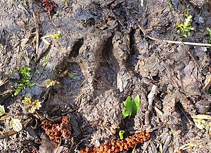 Wälder Und Wiesen Bei Malsch: Geographie, Beschreibung und Schutzzweck, Klima