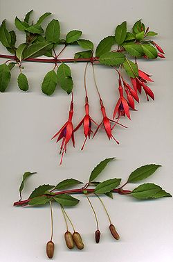 Ŝosoj de Fuchsia magellanica kun floroj (supre) kaj beroj (malsupre)
