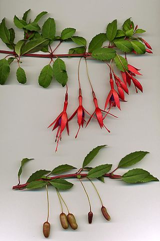 <i>Fuchsia magellanica</i> Species of flowering plant