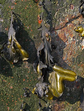 A kép leírása Fucus spiralis Spiral Wrack.jpg.