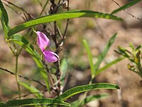 G. striata var. villosa