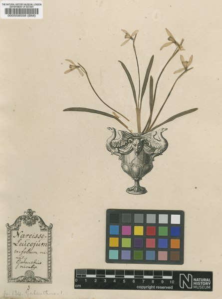 File:Galanthus nivalis (NHM BM000558558).tiff