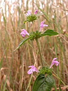 Galeopsis ladanum inflorescence (25).jpg