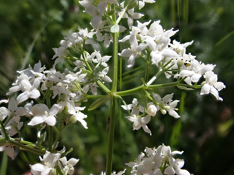 File:Galium boreale - northern bedstraw - 52371157150.jpg