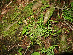 茎は細く、下部で分枝して這い上がる。