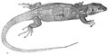 female El Hierro Giant Lizard (scientific illustration