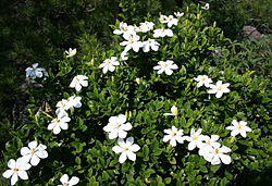 Gardenia jasminoides in Mount Yagi 2008-06-13.jpg