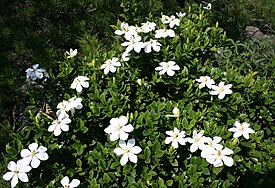 Gardenia jasminoides