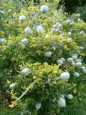 Dibbtóon gi (Gardenia ternifolia)