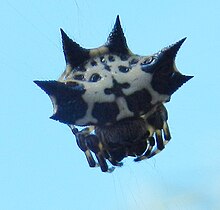 Gasteracantha kuhli (7861828976) .jpg