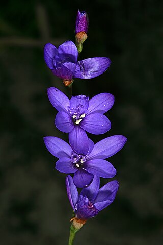 <i>Geissorhiza aspera</i> South African geophyte