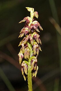 <i>Genoplesium ruppii</i> Species of orchid