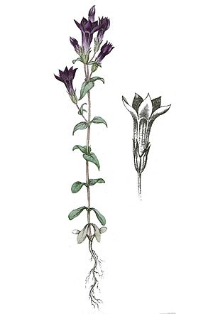 Gentiana: Descrición, Etimoloxía, Especies