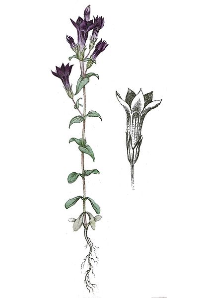 File:Gentiana amarella L ag1.jpg