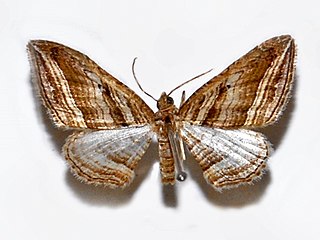 <i>Scotopteryx</i> Genus of moths