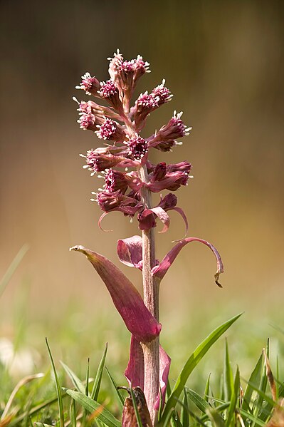 File:Gewoehnliche Pestwurz Common Butterbur (Petasites hybridus).jpg