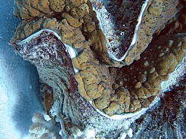 Mantle of giant clam with light-sensitive spots which detect danger and cause the clam to close Giant clam detail.jpg