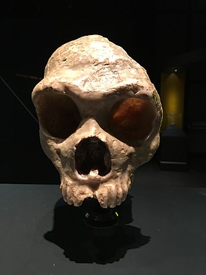 Immagine Gibraltar 1 skull cast.jpg.