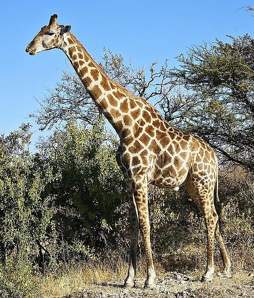 File:Giraffa camelopardalis angolensis, flip (cropped).jpg