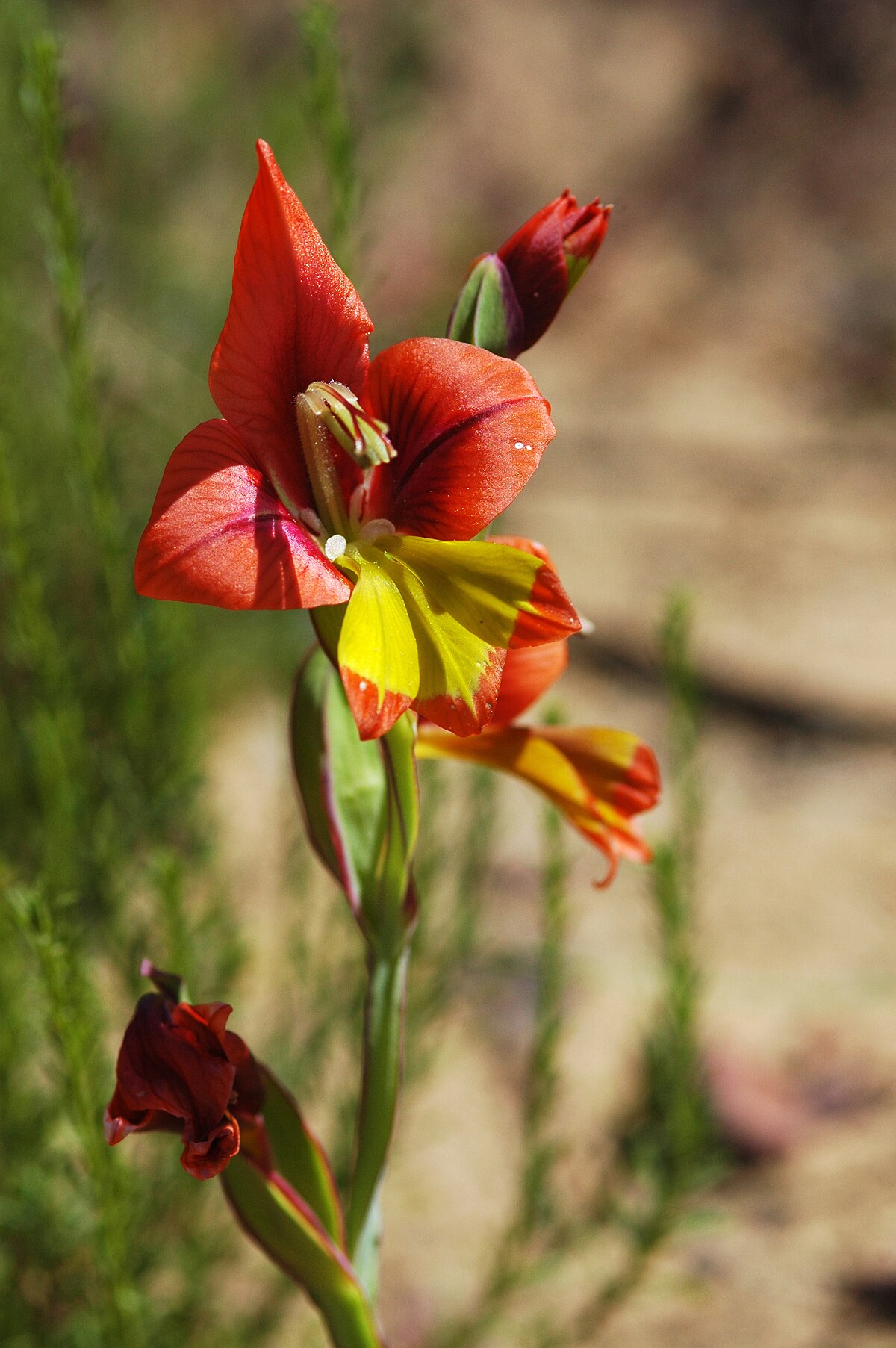 gladiolus