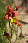 Gladiolus alatus