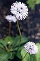 Globularia nudicaulis