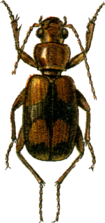 <i>Glycia</i> Genus of beetles