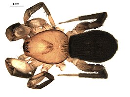 Gnaphosa sericata