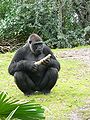 Western Lowland Gorilla (Gorilla gorilla gorilla)