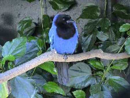 Cyanocorax caeruleus