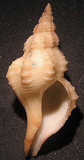<i>Granulifusus vermeiji</i> Species of gastropod